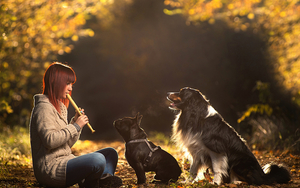 Dogs_FrenchBorder_Collie_458999_1440x900