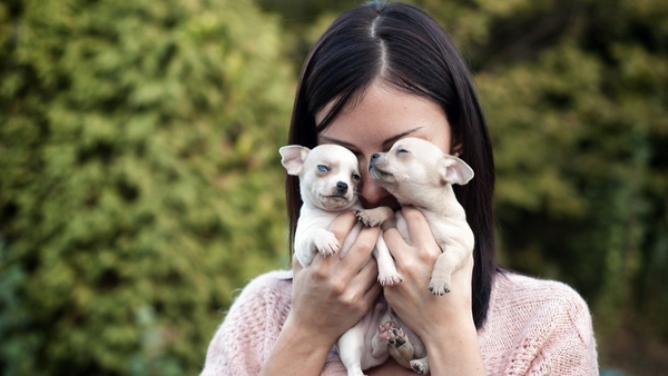 my-darling-puppies-2048x1152-wallpaper