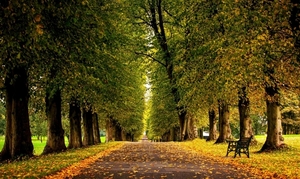 1_autumn_leaves_on_the_park_path - kopie