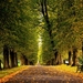 1_autumn_leaves_on_the_park_path