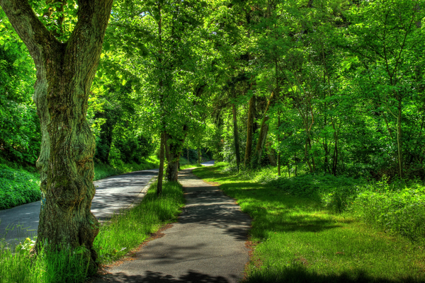 germany_wetzlar_park_trees_summer_hdr_108628_3000x2000