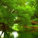 nature-river-water-forest-6056