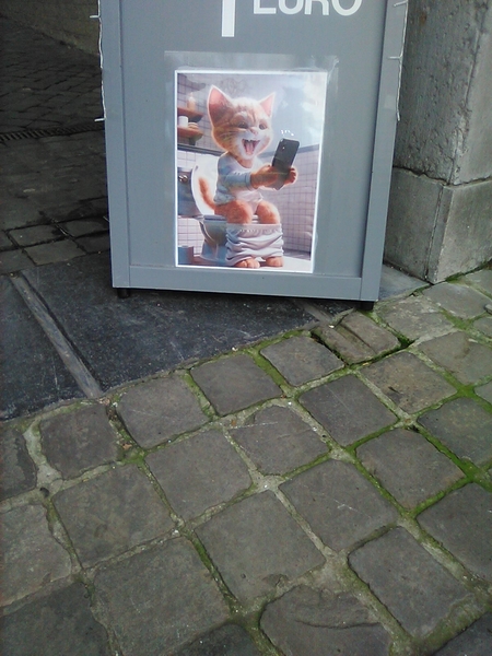 een poes filmt