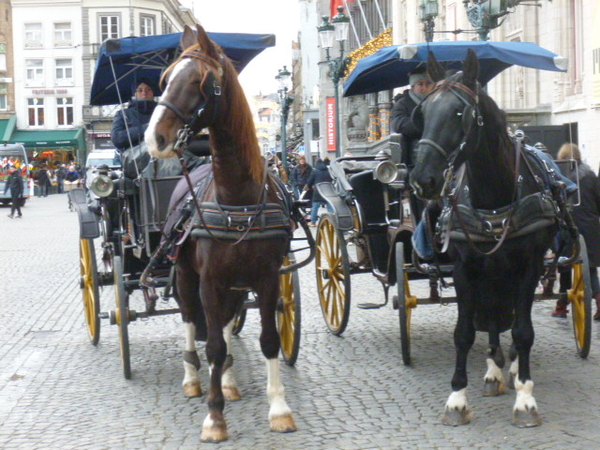 twee paarden op stap