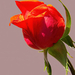 MarcNotredame_Bloemen1