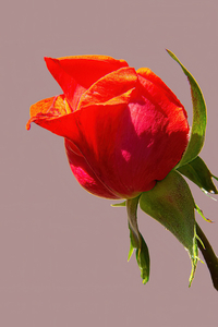 MarcNotredame_Bloemen1