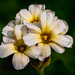 MarcNotredame_Bloemen2 kopie