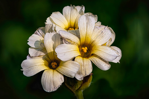 MarcNotredame_Bloemen2 kopie