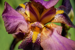 MarcNotredame_Bloemen3