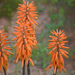 MarcNotredame_Bloemen6
