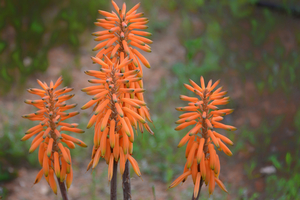 MarcNotredame_Bloemen6