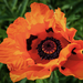 MarcNotredame_Bloemen8