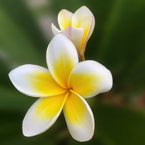 MarcNotredame_Bloemen7 kopie