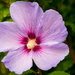 MarcNotredame_Bloemen12 kopie