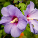 MarcNotredame_Bloemen13
