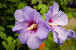 MarcNotredame_Bloemen13