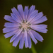 MarcNotredame_Bloemen14