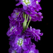 MarcNotredame_Bloemen18