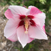 MarcNotredame_Bloemen27