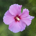 MarcNotredame_Bloemen31