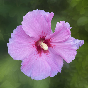 MarcNotredame_Bloemen31