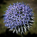 MarcNotredame_Bloemen33