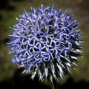MarcNotredame_Bloemen33