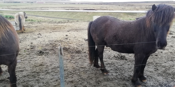 3E paarden IMG_20250506_102802