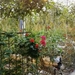 3K Friedheimar (tomatenserre) IMG_20250506_125930