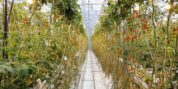3K Friedheimar (tomatenserre) IMG_20250506_130024