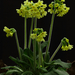 Primula-elatior-Slanke-sleutelbloem_20120315MH1790-6HP