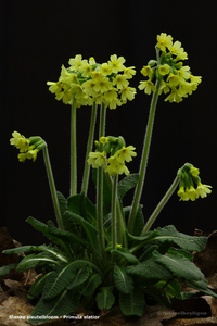Primula-elatior-Slanke-sleutelbloem_20120315MH1790-6HP