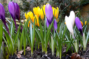 20090307_4899-crocus03