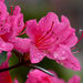 20090426_5214azalea03