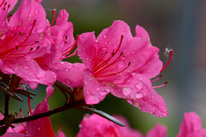 20090426_5214azalea03
