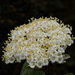 20090426_5220-bloem03