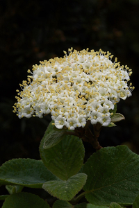 20090426_5238-Viburnum lantana03