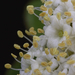 20090426_5249-viburnum lantana03