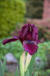 20090502_5381 iris 03