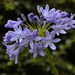 Agapanthus-20080715__2776 copy