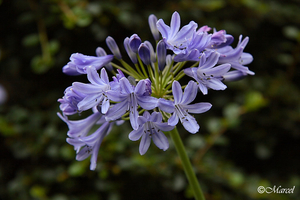 Agapanthus-20080715__2776 copy