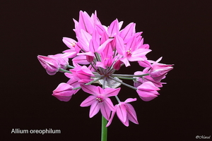 Allium oreophilum 20090606_5883 04