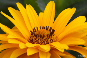 Bloem-20080706_2264