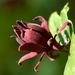 Calycanthus floridus 20090510_5499 Specerijstruik -wijnknop