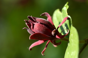 Calycanthus floridus 20090510_5499 Specerijstruik -wijnknop