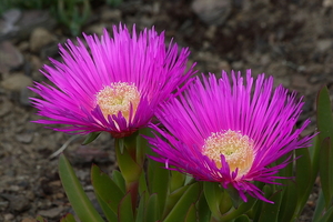 Carpobrotus edulis 20090504_54 Hottentotvijg