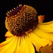Helenium sp.20090627_6060 03