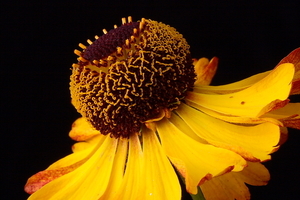 Helenium sp.20090627_6060 03