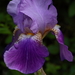 Iris 20080531_2042
