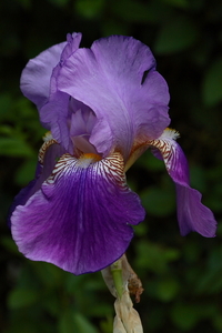 Iris 20080531_2042